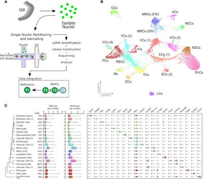 Immunologic Profiling of the Atlantic Salmon Gill by Single Nuclei Transcriptomics